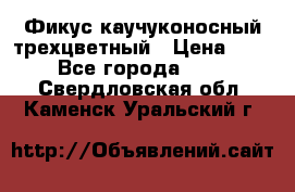 Фикус каучуконосный трехцветный › Цена ­ 500 - Все города  »    . Свердловская обл.,Каменск-Уральский г.